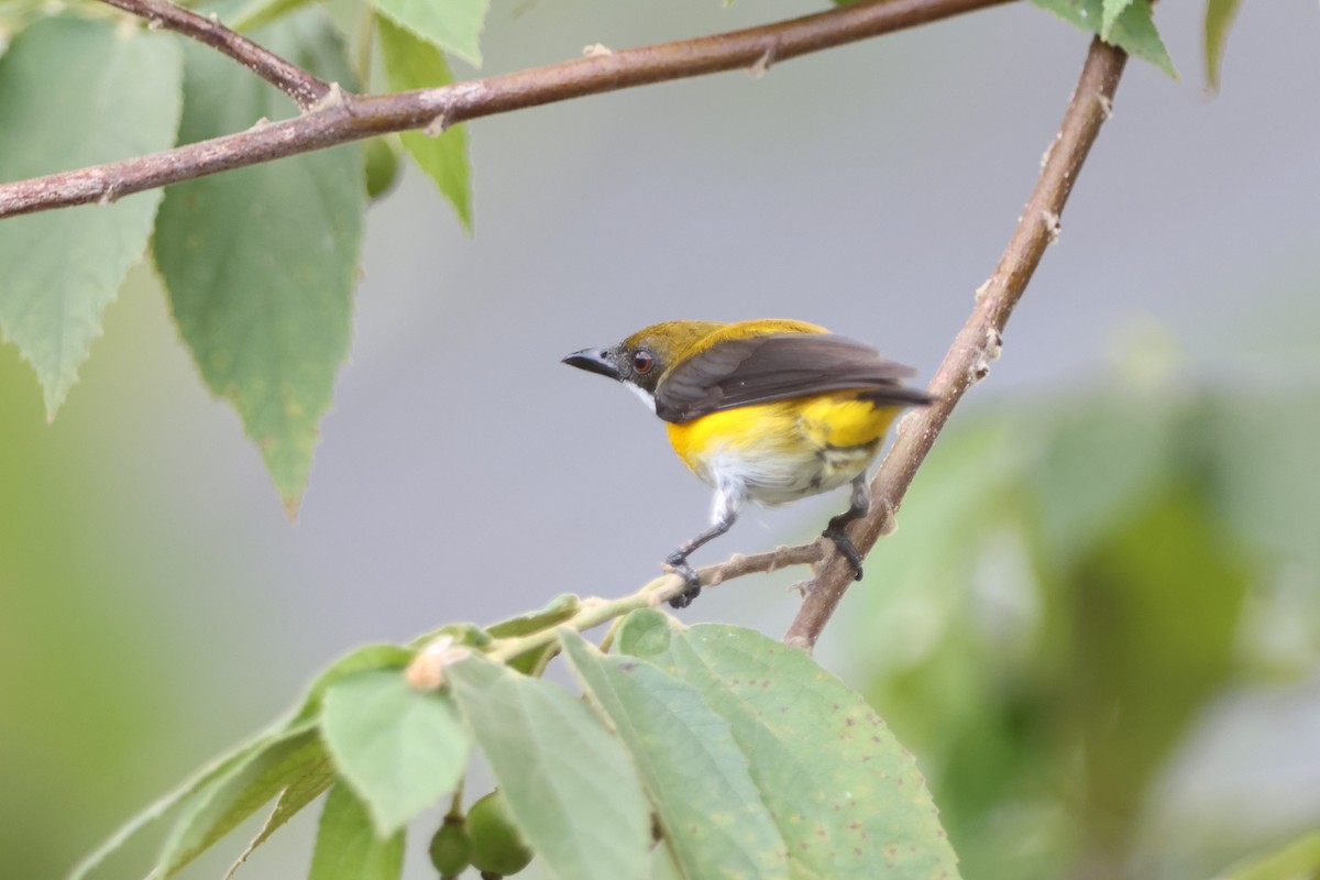 Yellow-sided Flowerpecker - Fadzrun A.