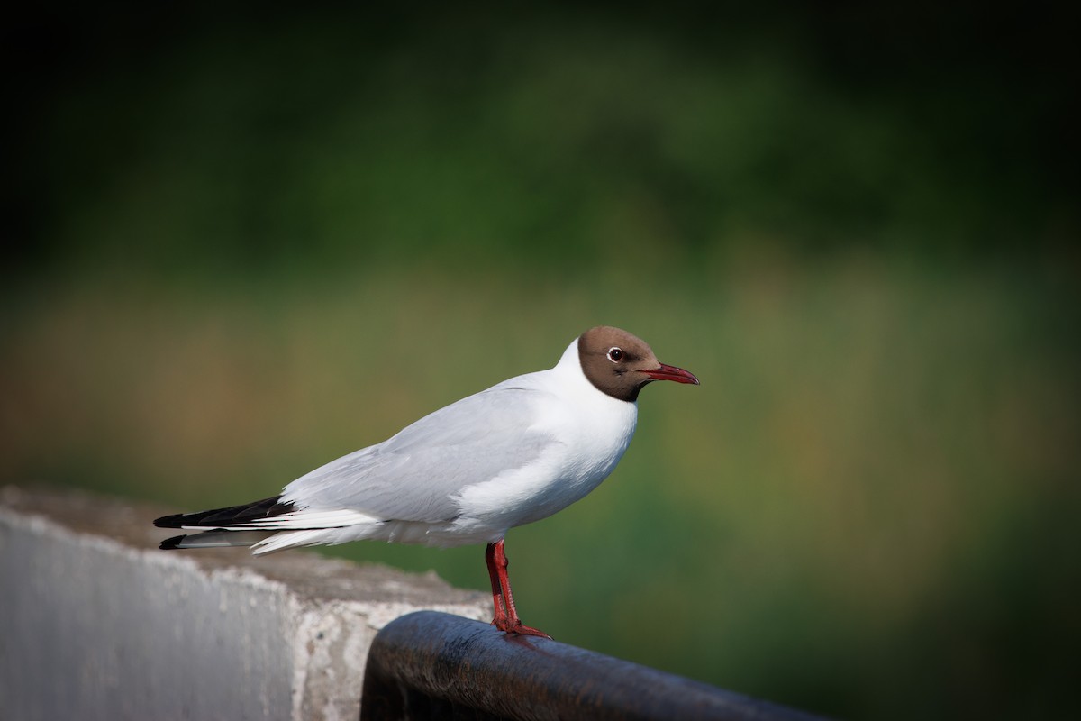 Black-headed Gull - ML620489113