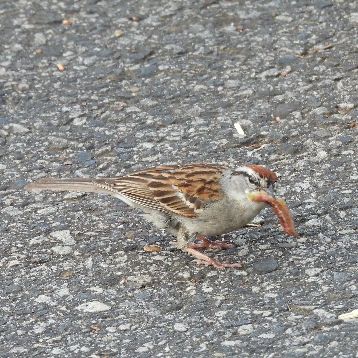 Chipping Sparrow - ML620489115