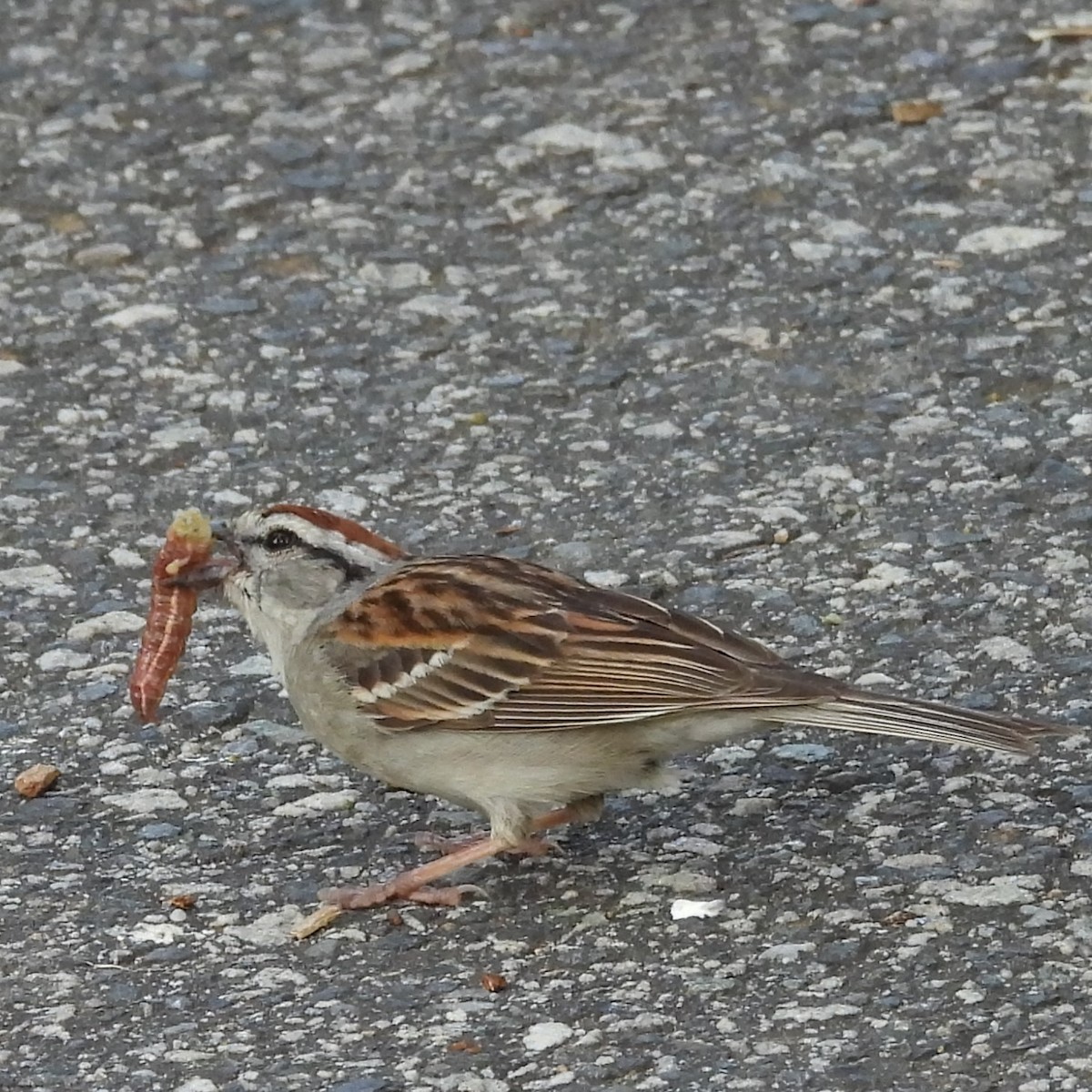 Chipping Sparrow - ML620489116