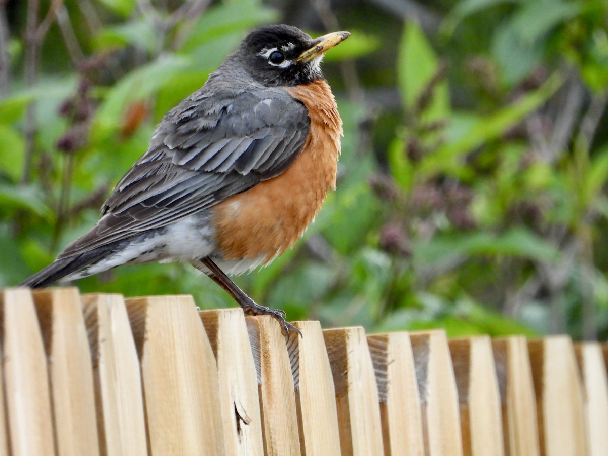 American Robin - ML620489117