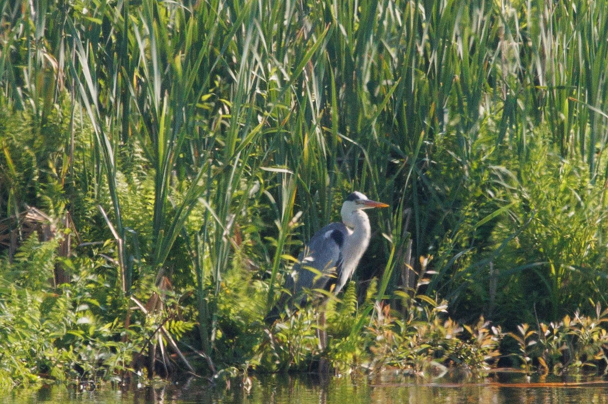 Gray Heron - ML620489120