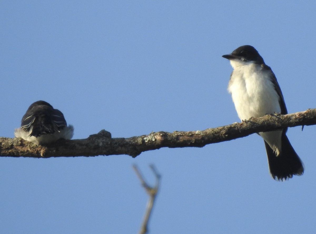 Eastern Kingbird - ML620489123