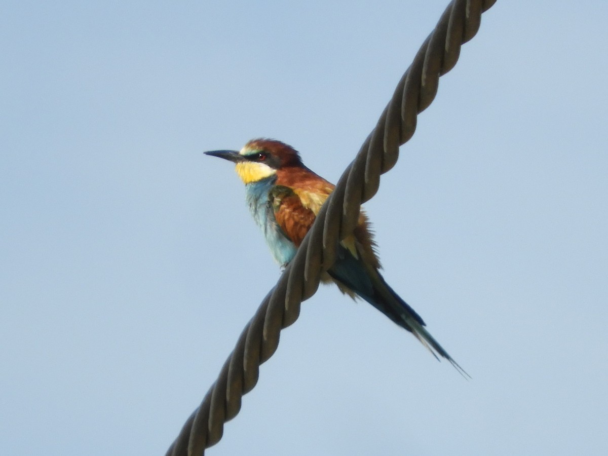 European Bee-eater - ML620489138