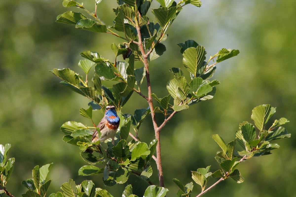 Bluethroat - ML620489139