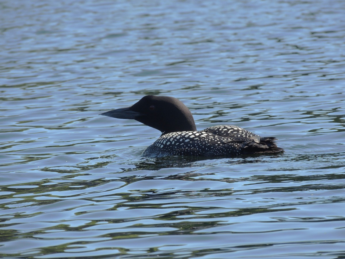 Common Loon - ML620489143