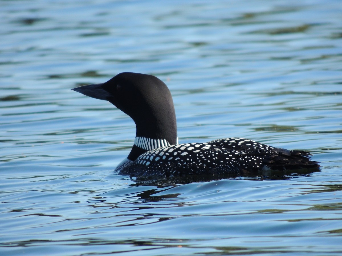 Plongeon huard - ML620489144