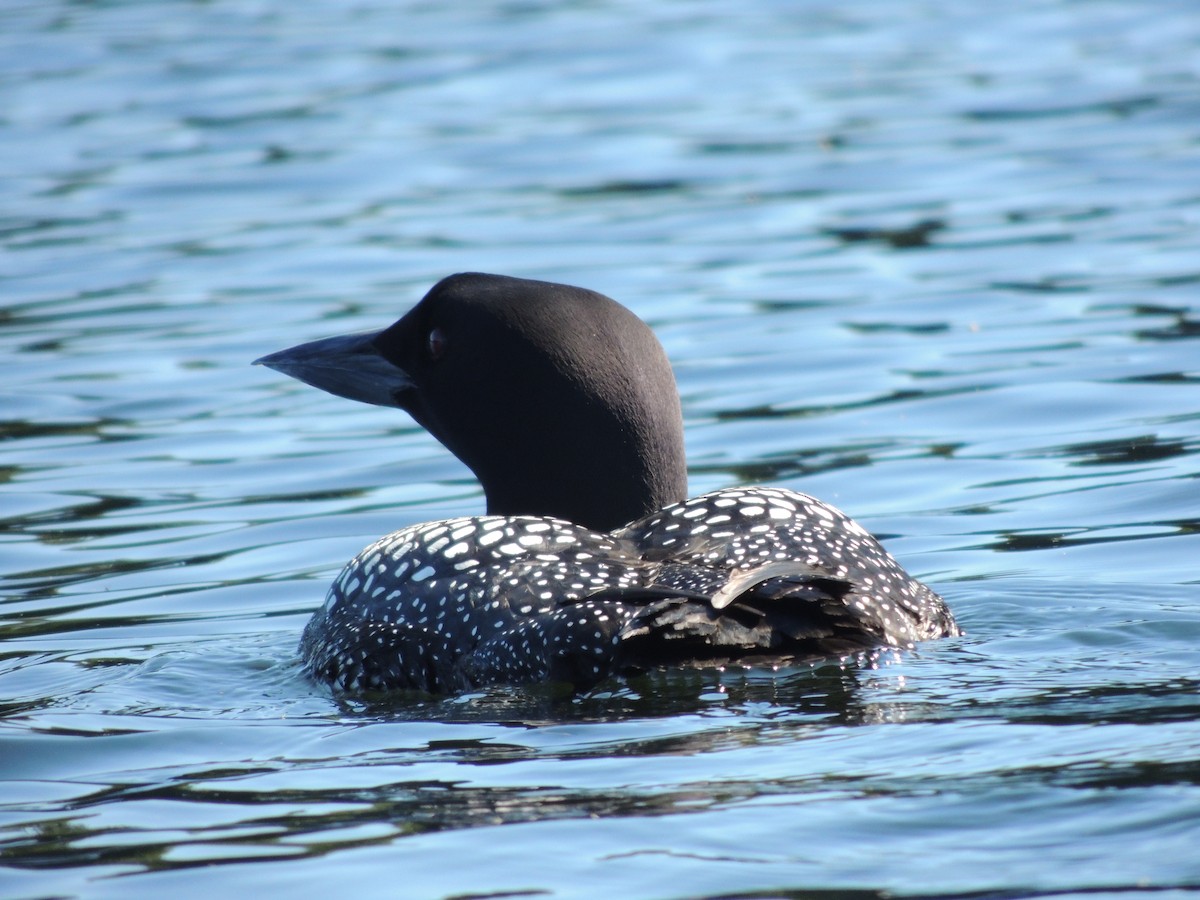 Plongeon huard - ML620489145