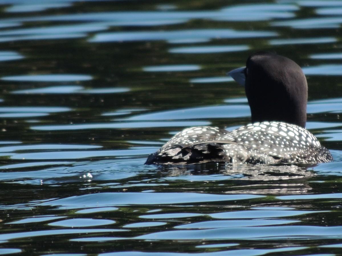 Plongeon huard - ML620489149