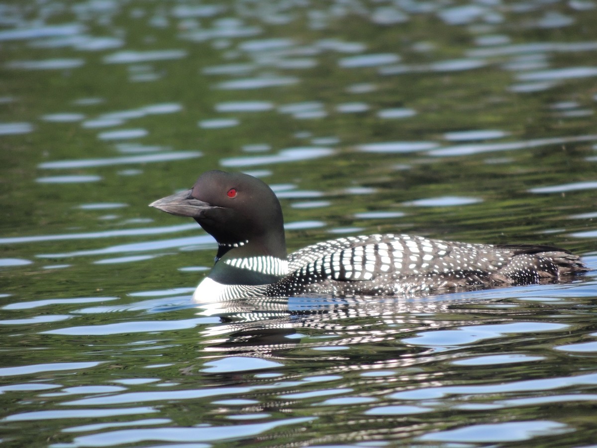 Plongeon huard - ML620489153