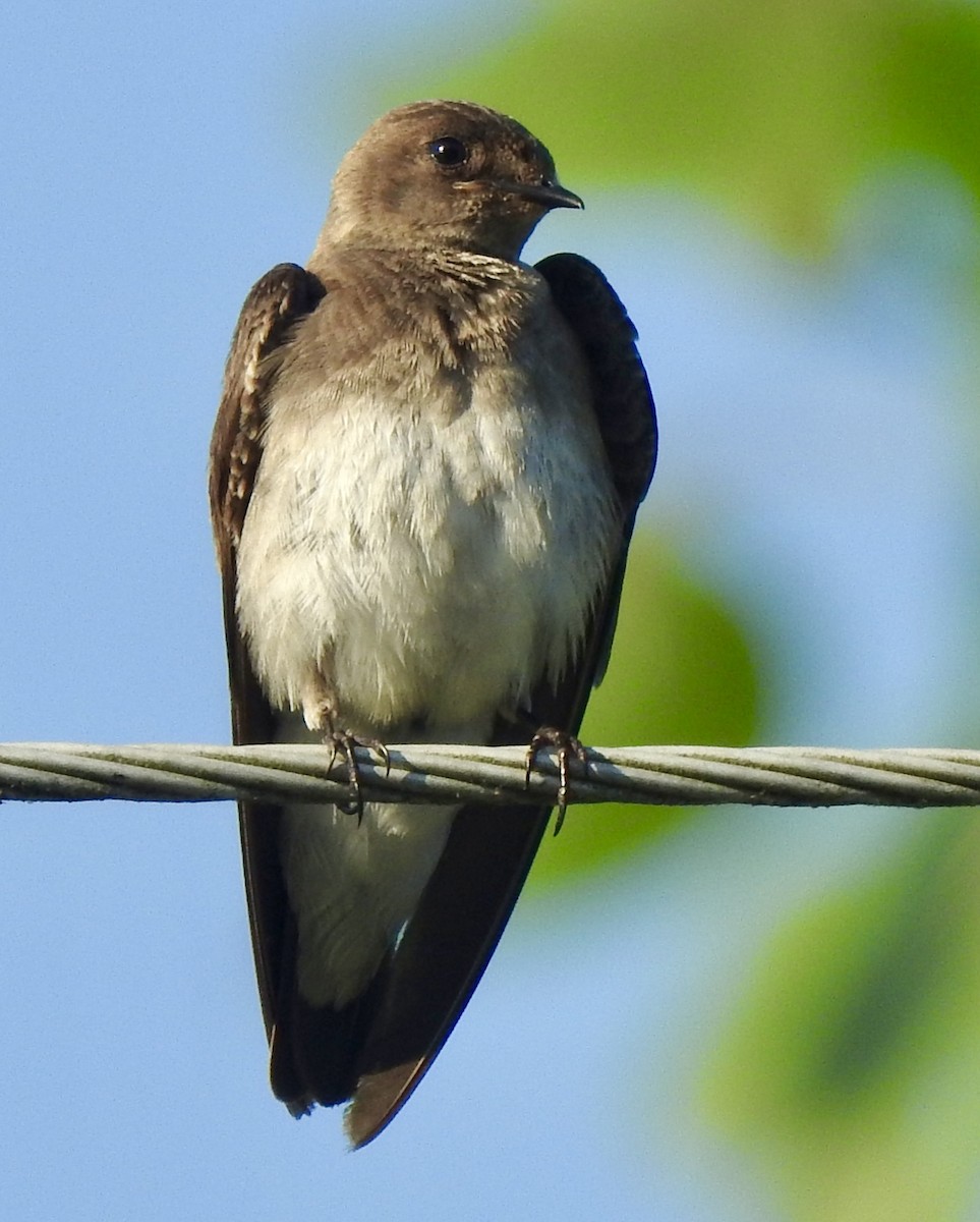 Northern Rough-winged Swallow - ML620489154