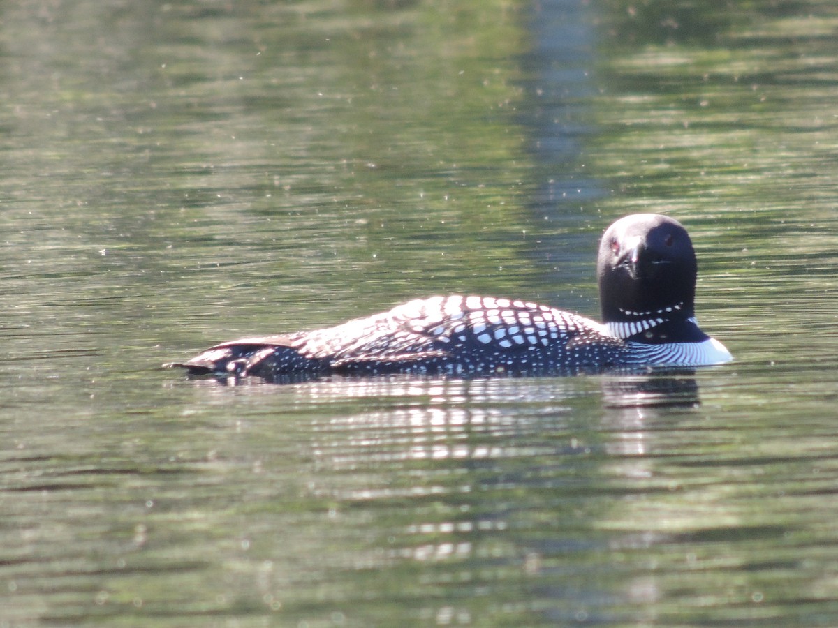 Common Loon - ML620489158