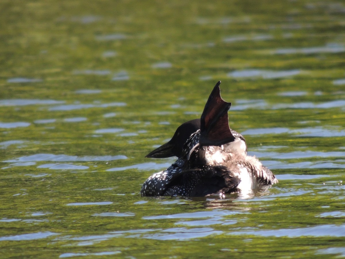 Plongeon huard - ML620489162