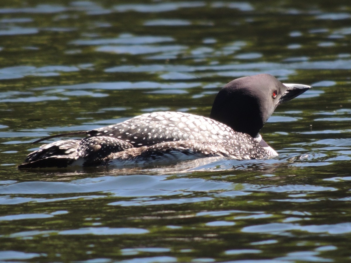 Plongeon huard - ML620489163