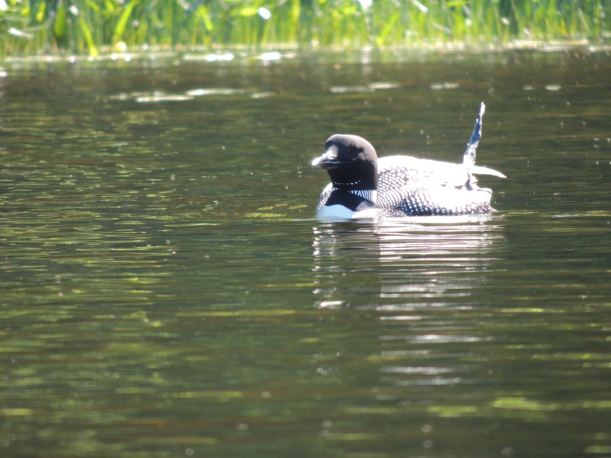 Plongeon huard - ML620489164