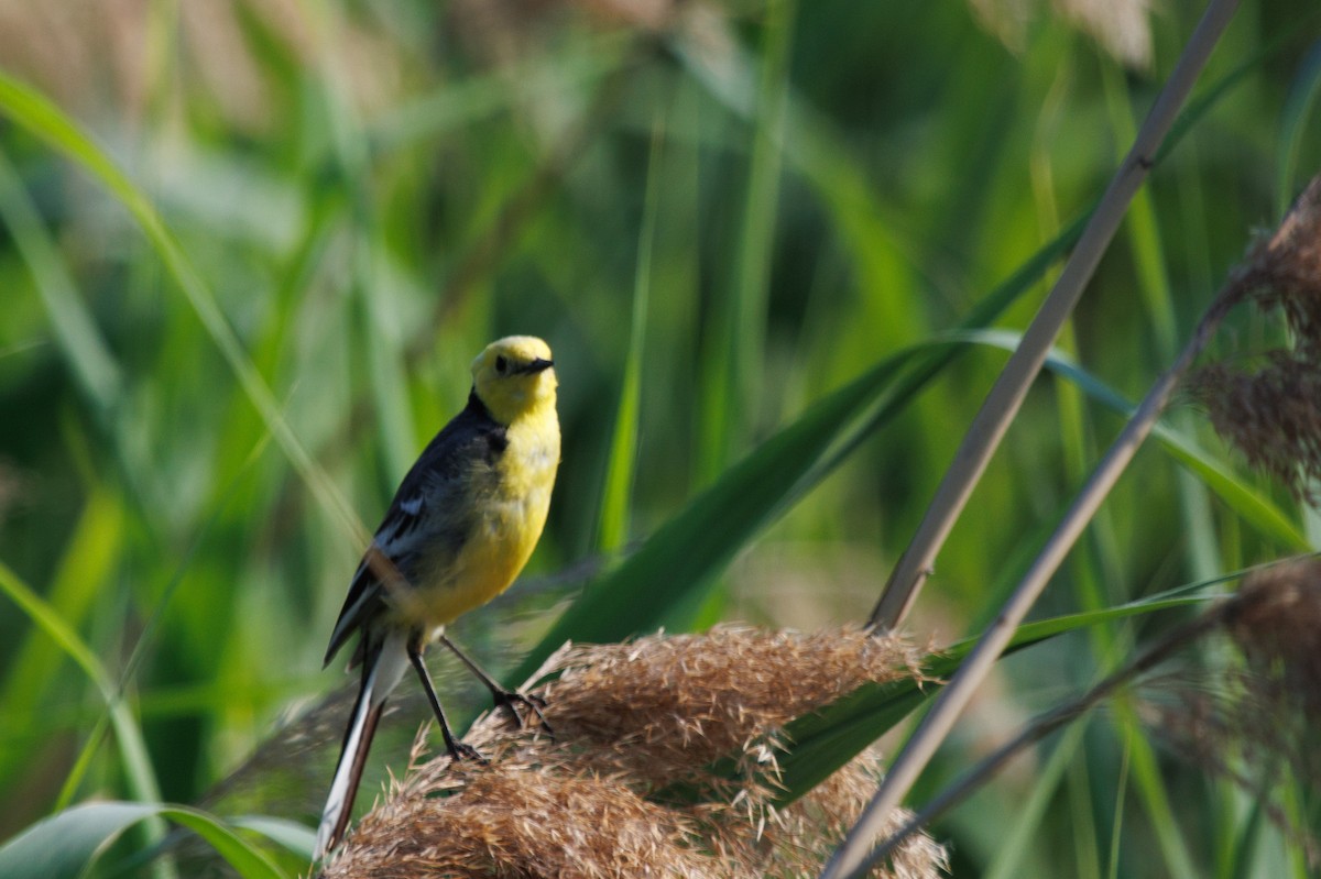 Citrine Wagtail - ML620489166