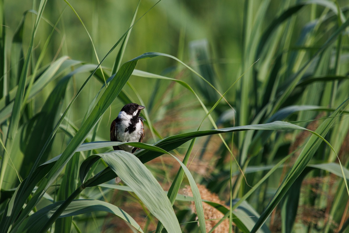 Reed Bunting - ML620489177