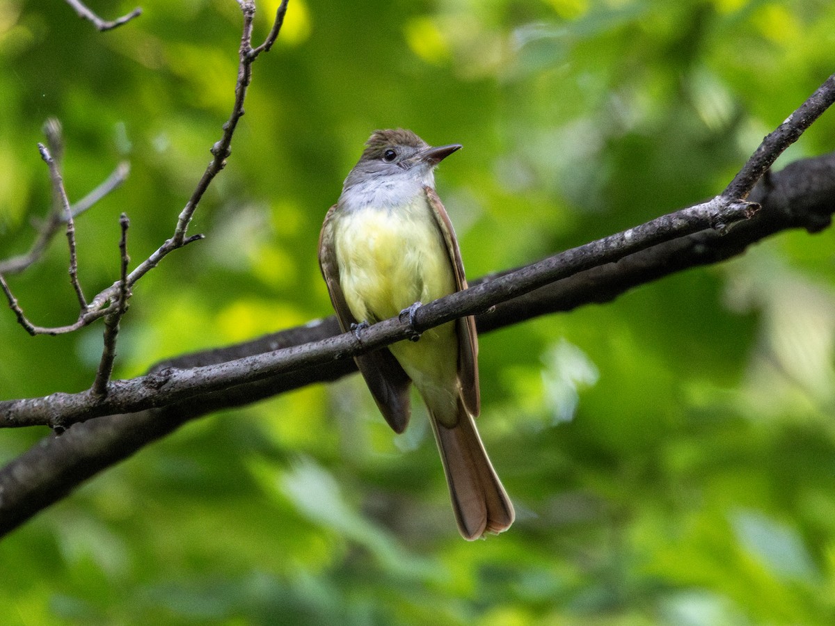 Great Crested Flycatcher - ML620489178