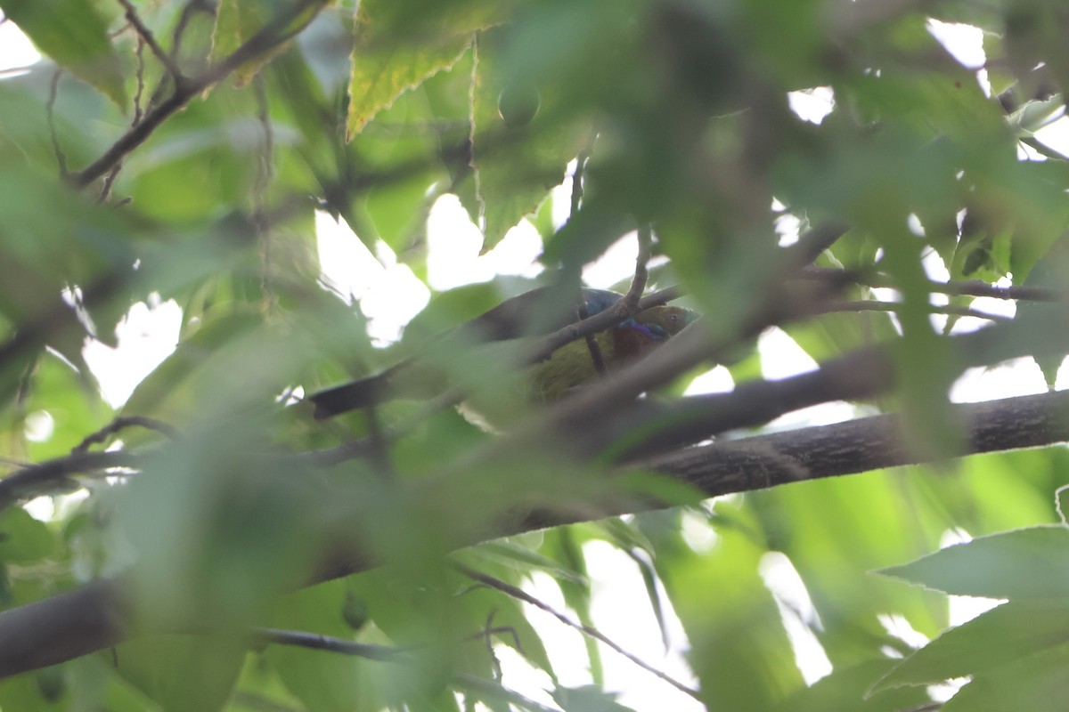 Brown-throated Sunbird - ML620489179