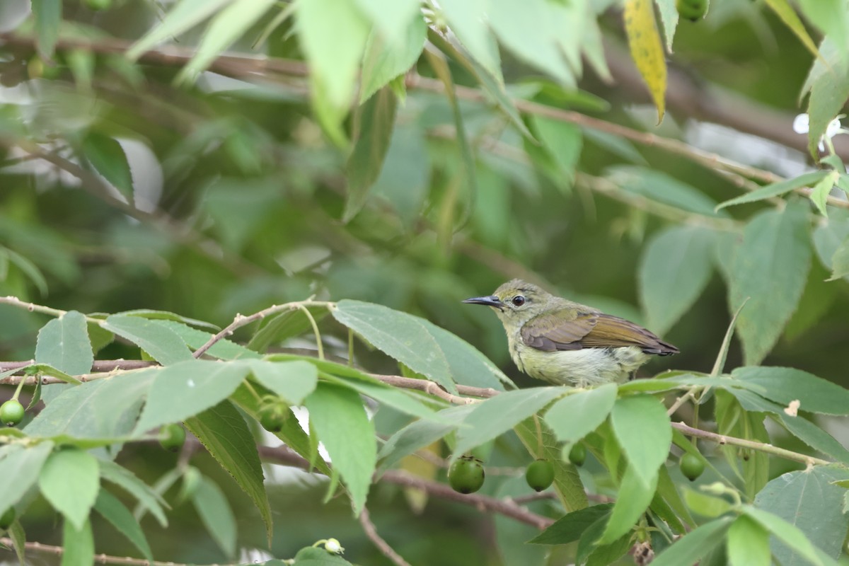 Brown-throated Sunbird - ML620489181