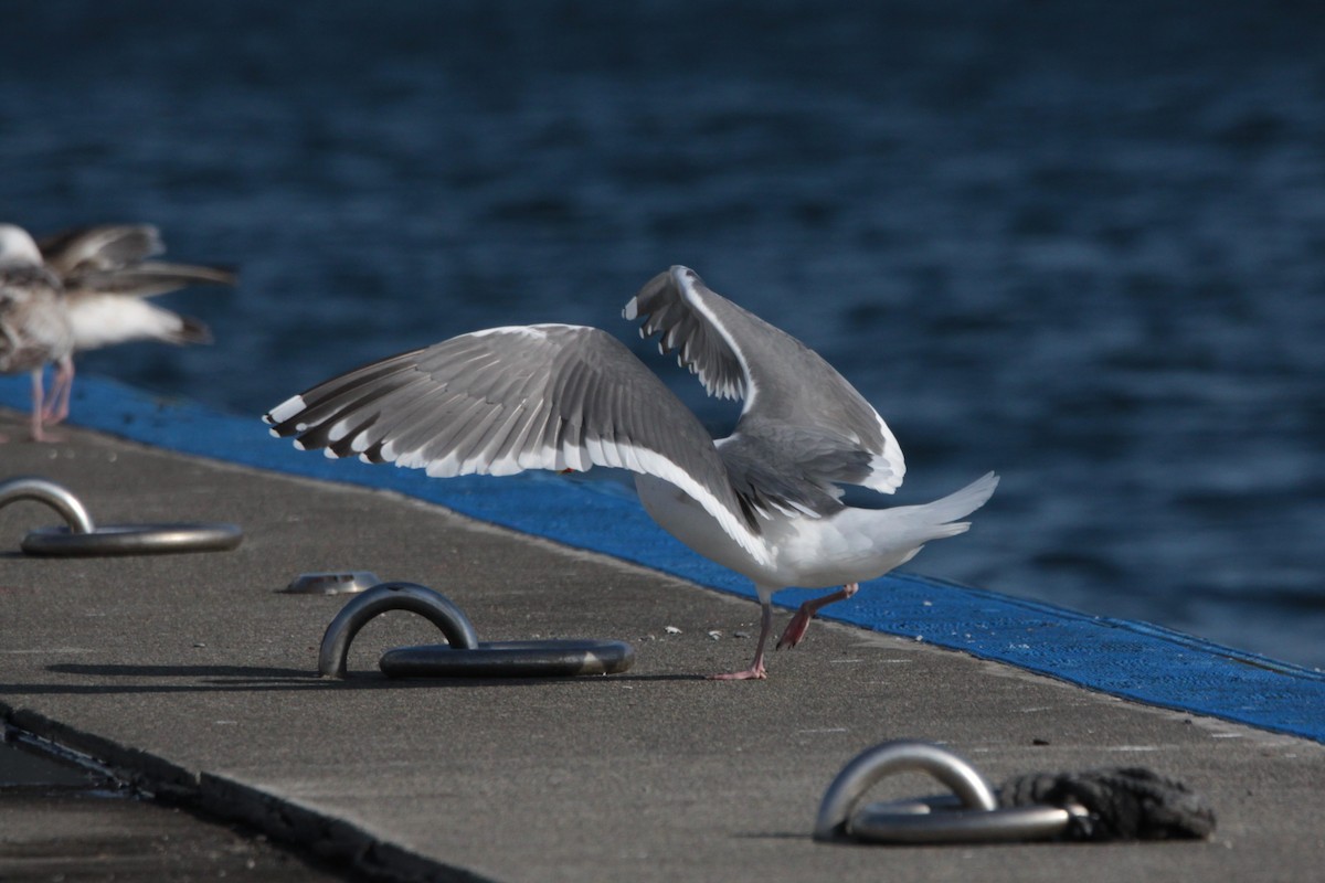 Slaty-backed Gull - ML620489182