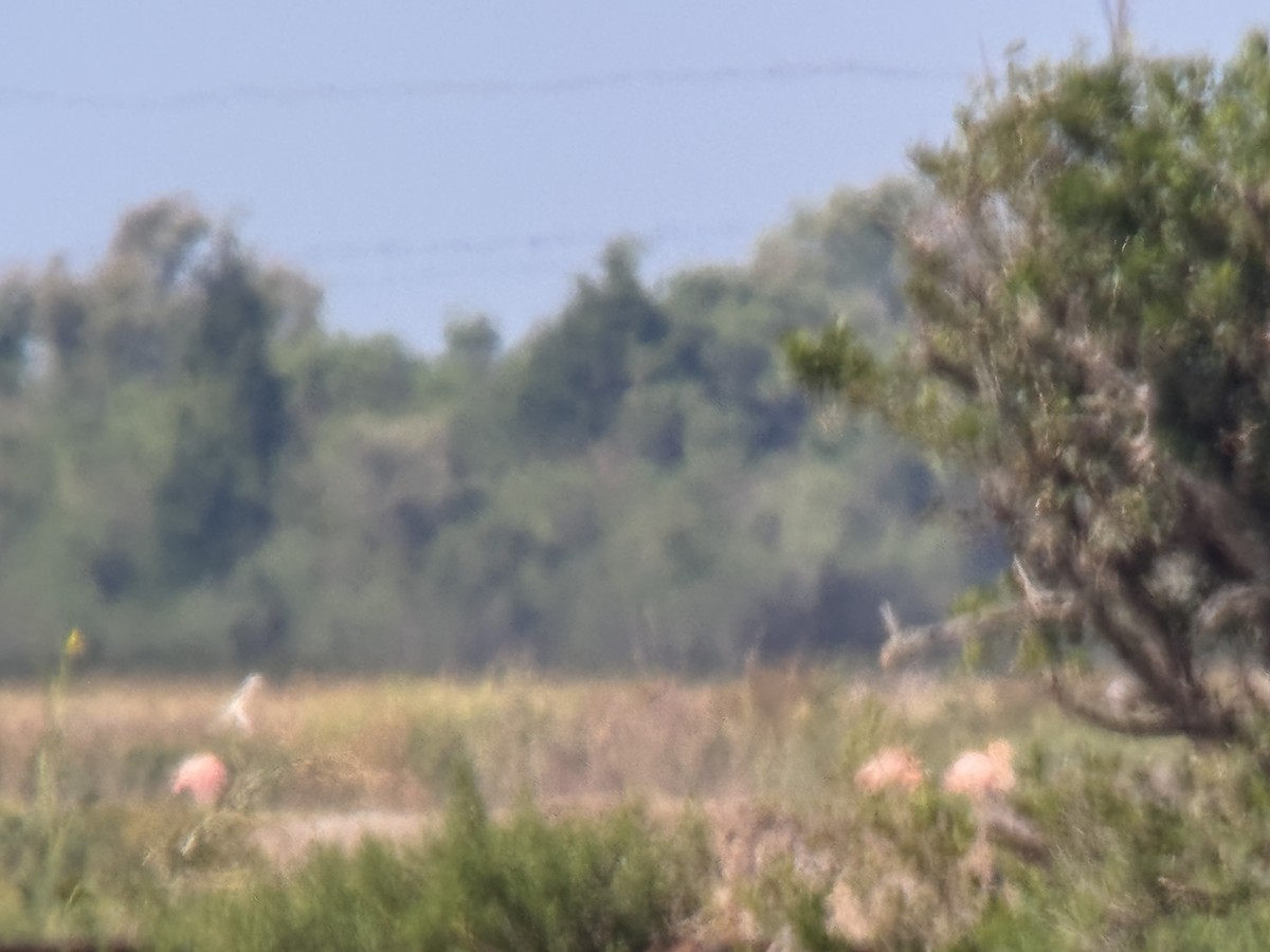 American Flamingo - ML620489185