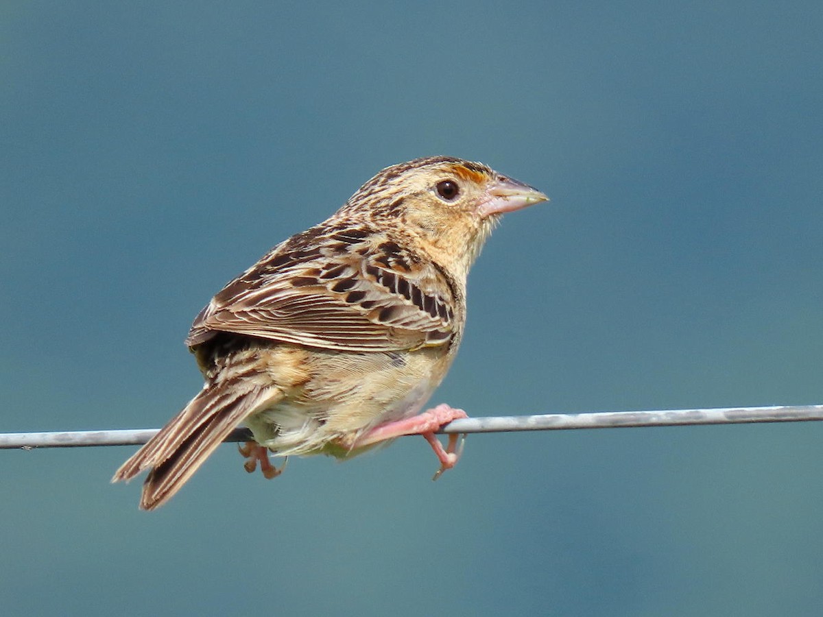 Grasshopper Sparrow - ML620489188