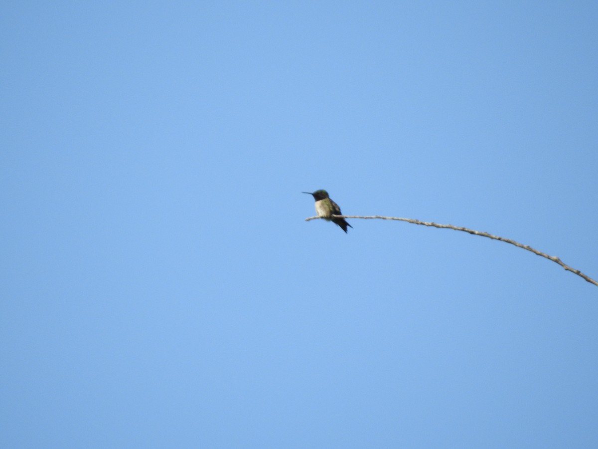 Colibrí Gorjirrubí - ML620489189