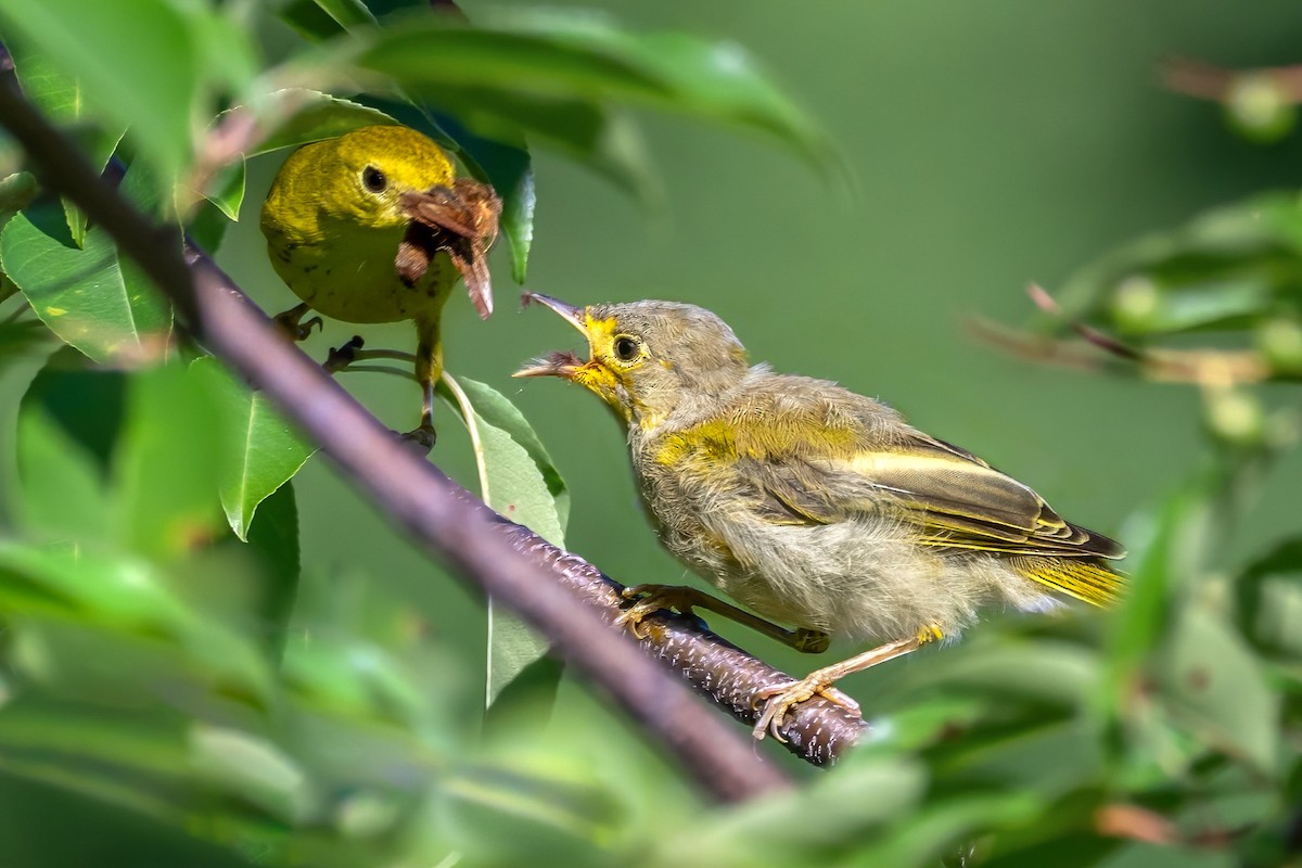 Yellow Warbler - Ashley Pichon