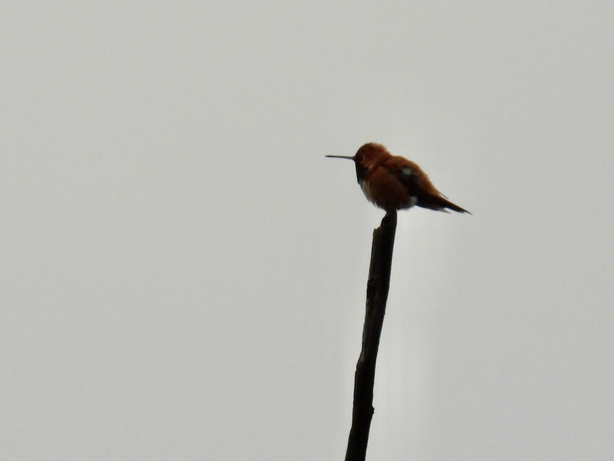 Colibrí Rufo - ML620489192