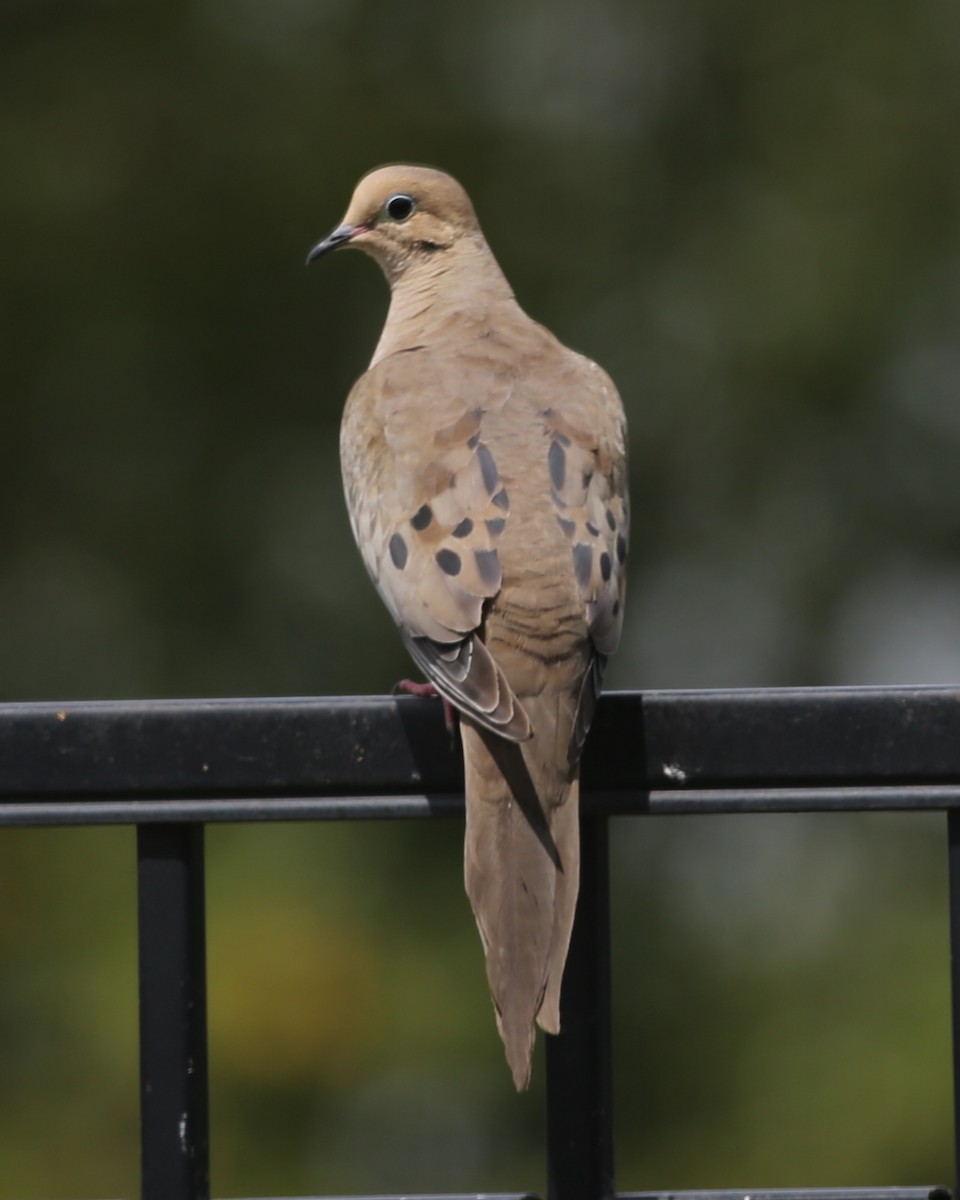 Mourning Dove - ML620489196