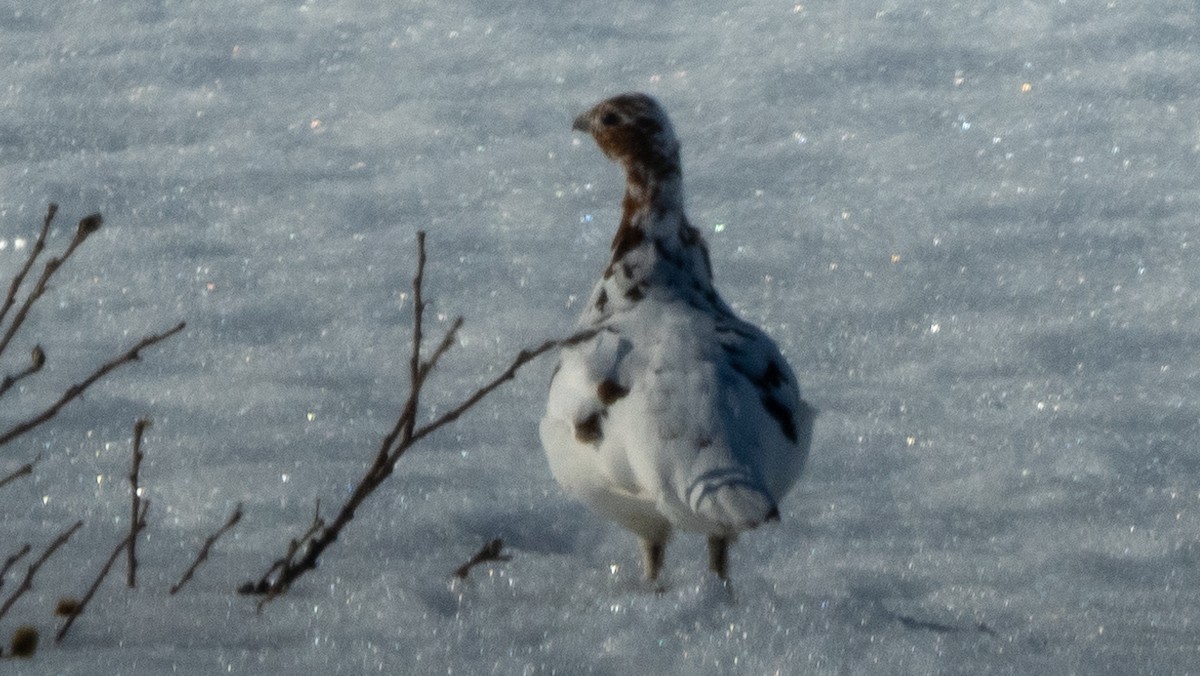 カラフトライチョウ - ML620489197