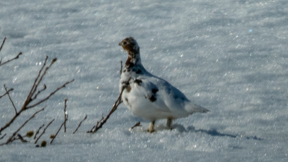 Moorschneehuhn - ML620489198