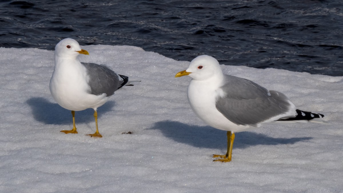 Gaviota Cana - ML620489202