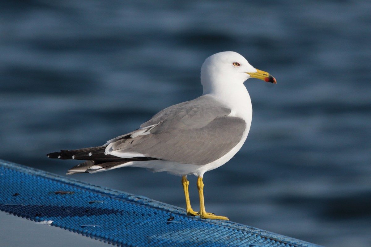 Black-tailed Gull - ML620489206