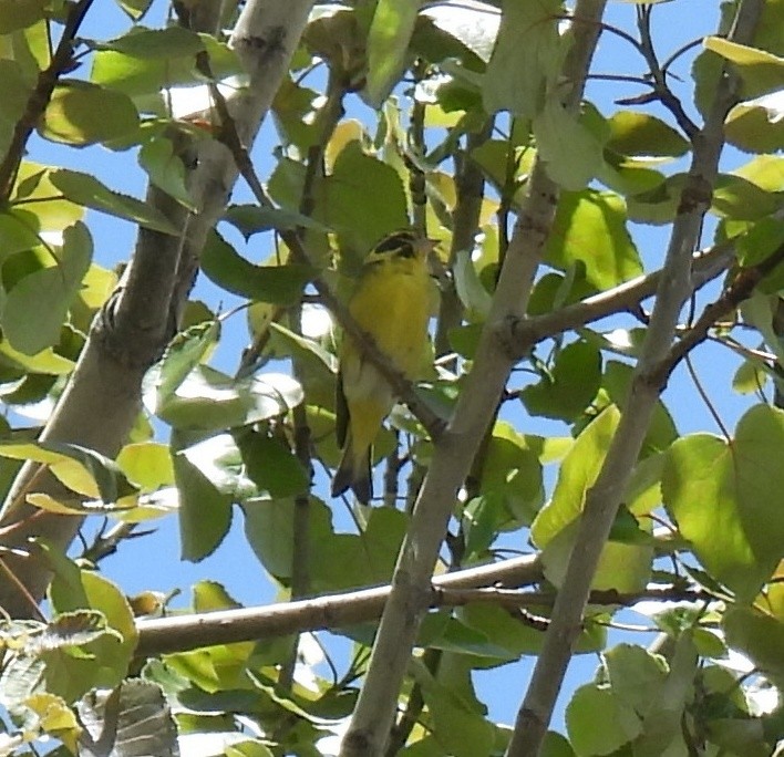 Yellow-breasted Greenfinch - ML620489208
