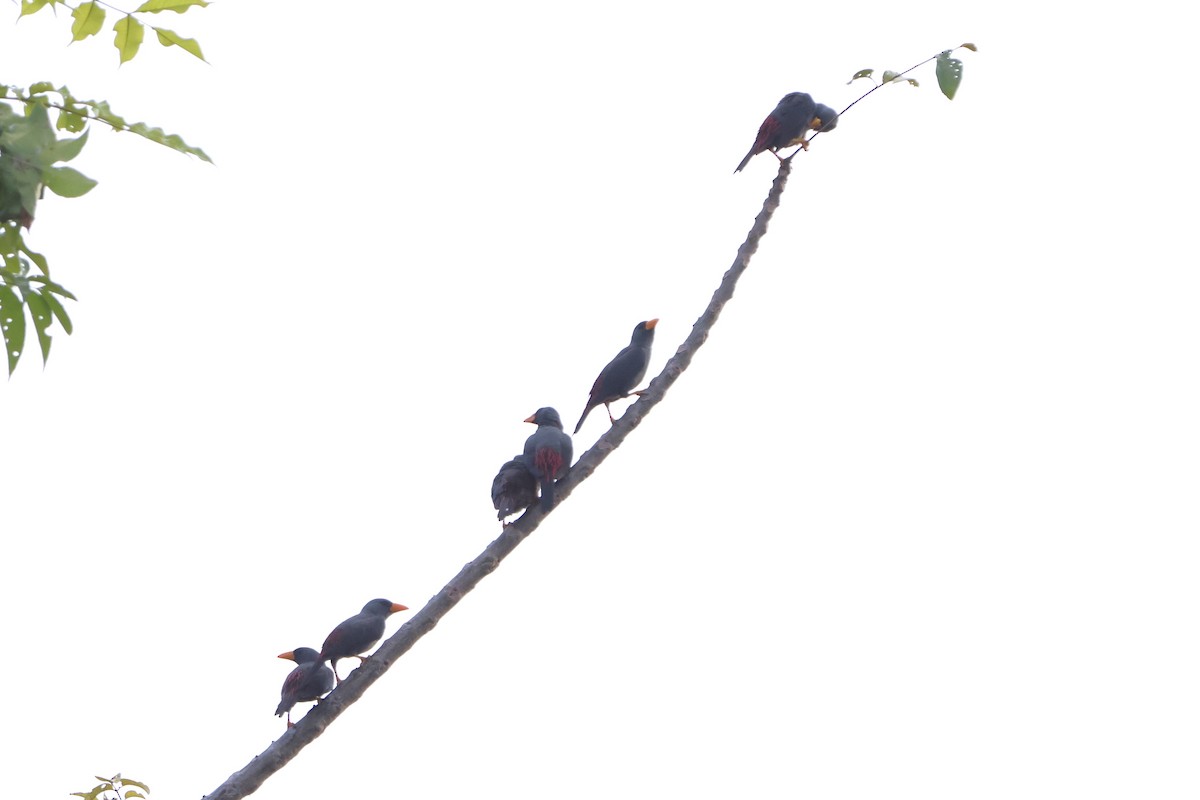 Finch-billed Myna - Fadzrun A.