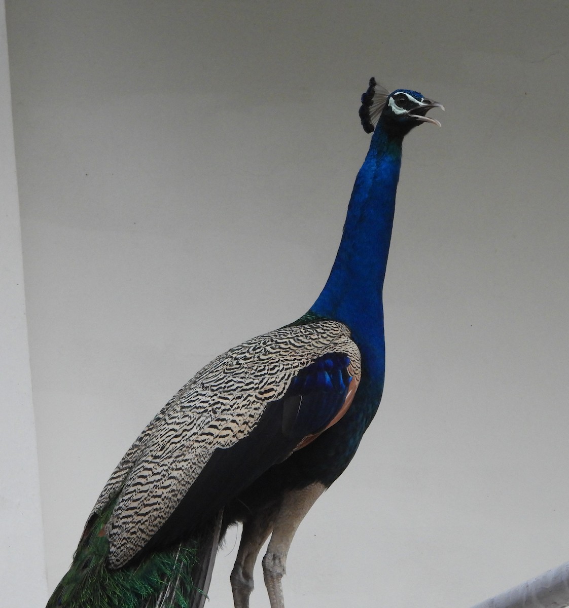 Indian Peafowl - ML620489211