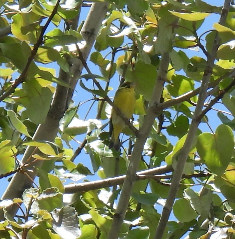 Yellow-breasted Greenfinch - ML620489216