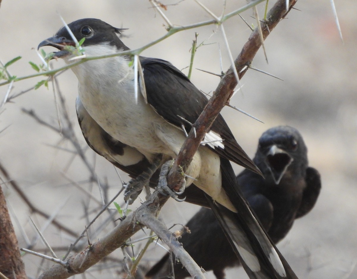 Pied Cuckoo - ML620489223