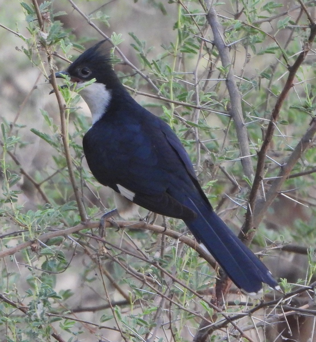 Pied Cuckoo - ML620489227