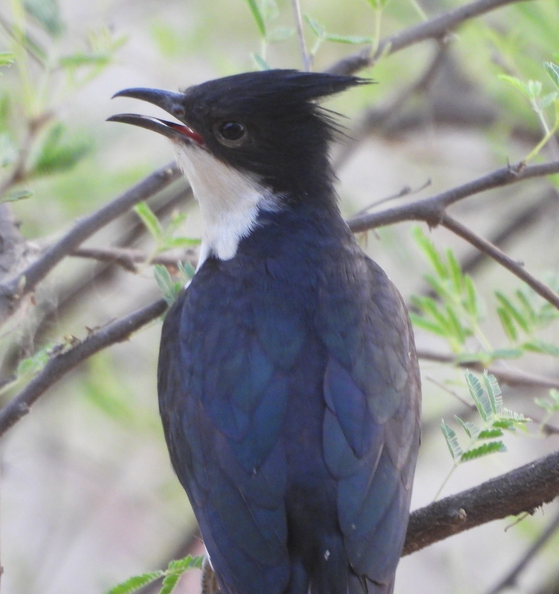 Pied Cuckoo - ML620489228