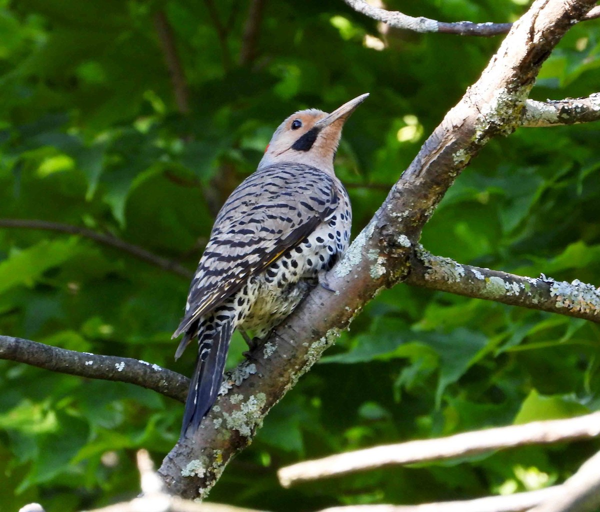 Northern Flicker - ML620489233