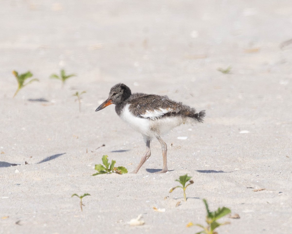 American Oystercatcher - ML620489235