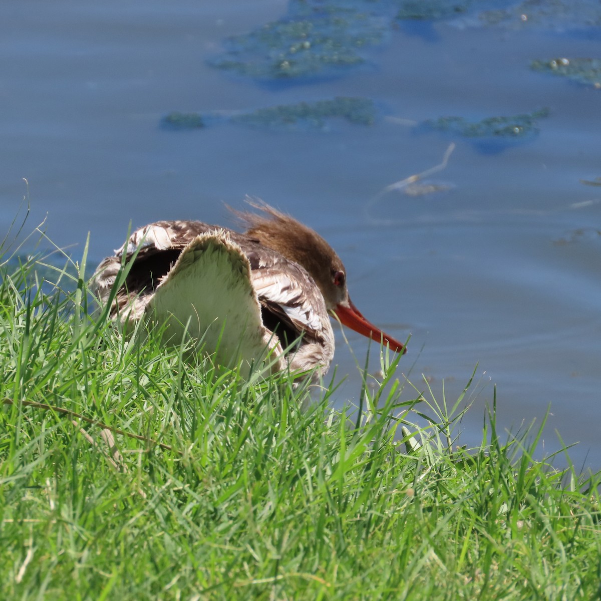 Red-breasted Merganser - Robert Theriault