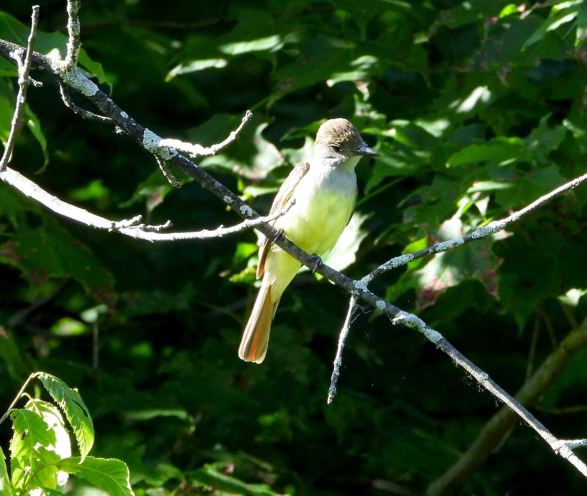 Great Crested Flycatcher - ML620489244