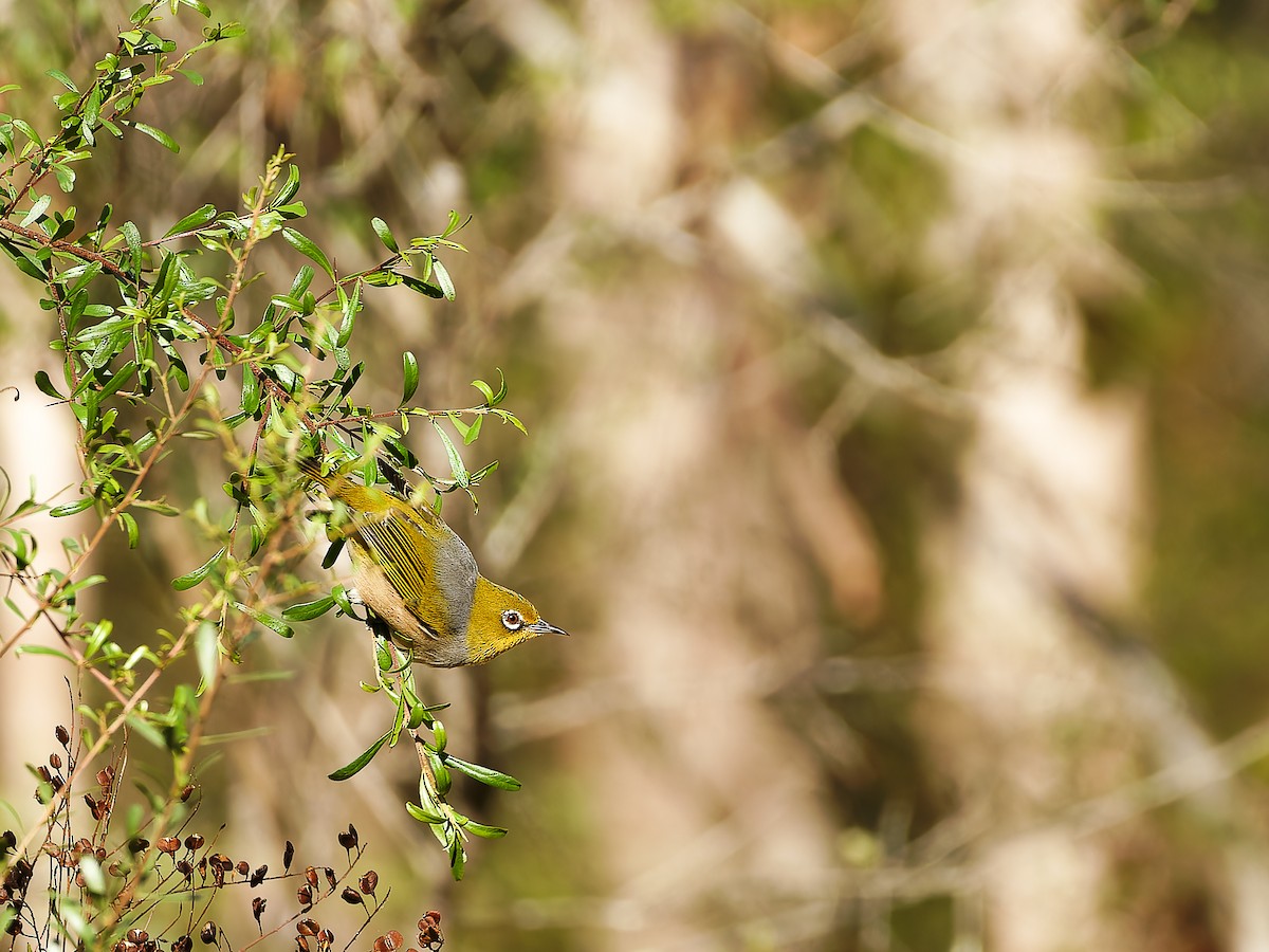 Graumantel-Brillenvogel - ML620489246