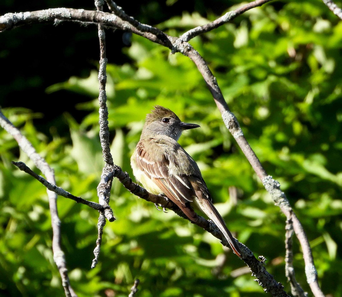 Great Crested Flycatcher - ML620489247