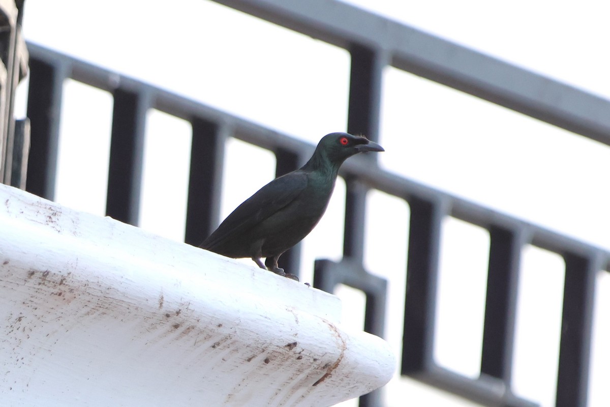 Asian Glossy Starling - ML620489249