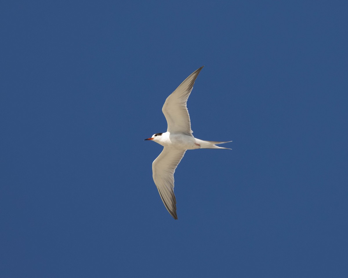 Common Tern - ML620489251